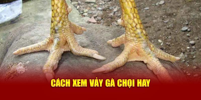 cach-xem-vay-ga-choi-hay