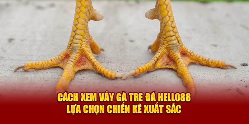 cach-xem-vay-ga-tre-da-hello88-lua-chon-chien-ke-xuat-sac