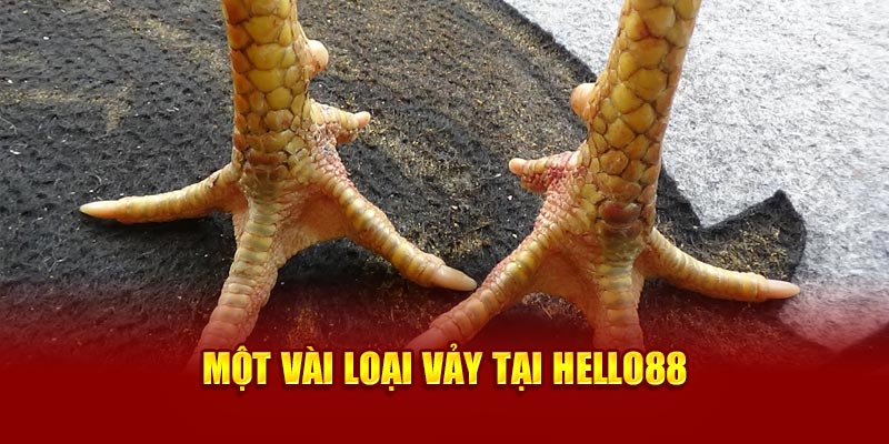 mot-vai-loai-vay-tai-hello88