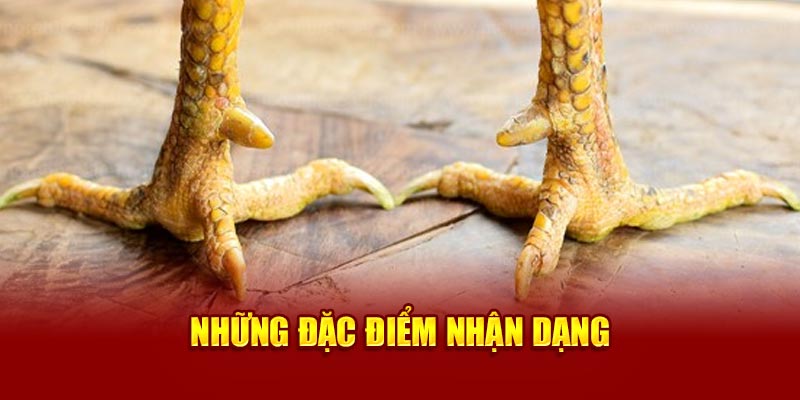 nhung-dac-diem-nhan-dang